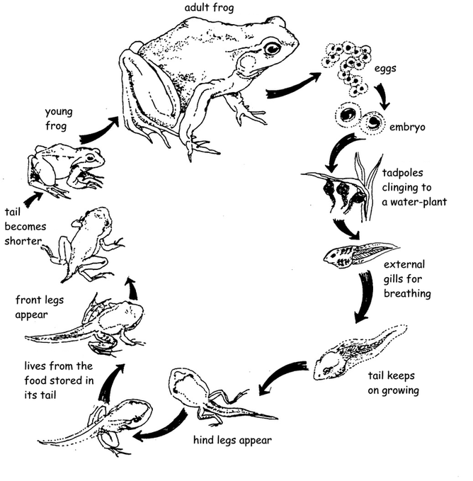668x679 Toad Drawing Free Download - Horned Toad Drawing