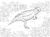 176x132 Collection Of Desert Horned Lizard Drawing High Quality Free - Horned Toad Drawing