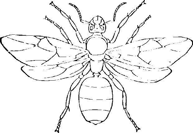 620x429 giant hornet coloring page - Hornet Drawing