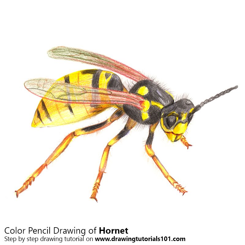 800x800 hornet colored pencils - Hornet Drawing