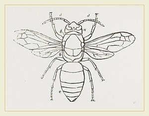 300x235 hornet drawing - Hornet Drawing