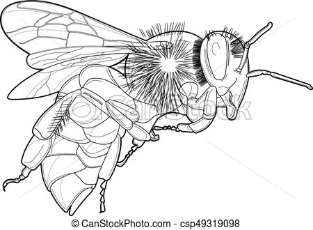 450x330 hornet vector line drawing - Hornet Drawing