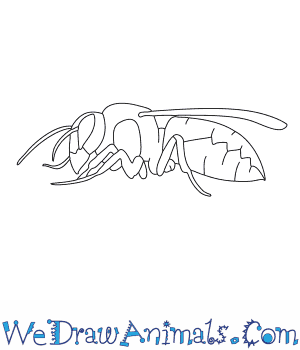 300x350 how to draw a hornet - Hornet Drawing