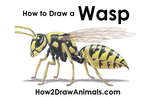 500x315 how to draw a wasp - Hornet Drawing