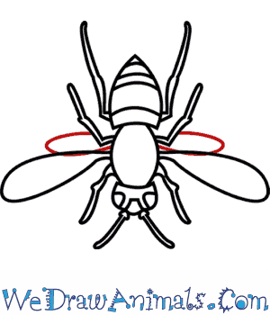 300x350 how to draw an asian hornet - Hornet Drawing