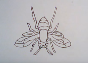300x214 how to draw a hornet easy step - Hornet Drawing