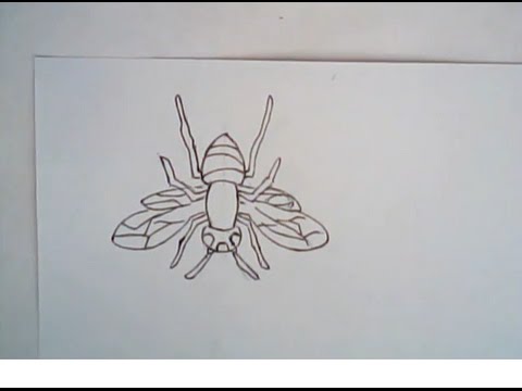 480x360 how to draw an asian hornet - Hornet Drawing