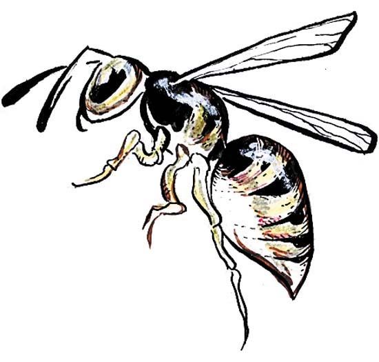 550x525 image result for wasp drawing drawings drawings, wasp, insects - Hornet Drawing