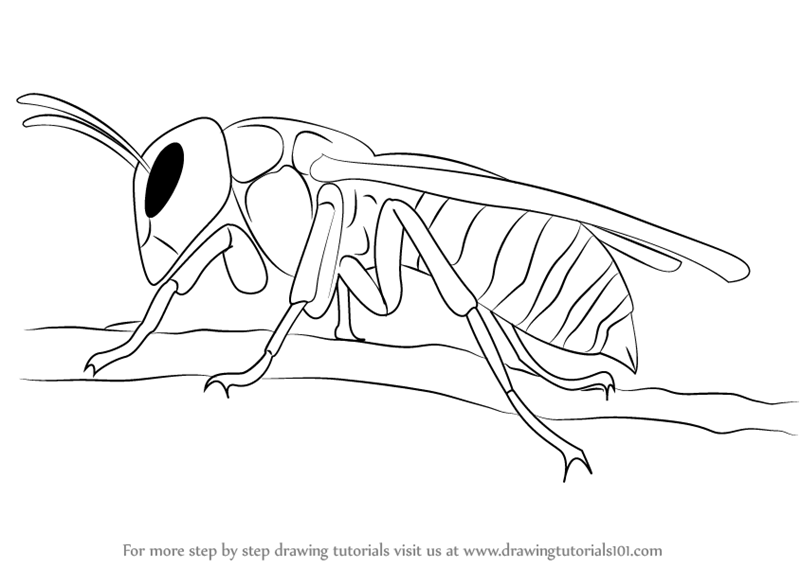 800x568 learn how to draw a asian giant hornet - Hornet Drawing
