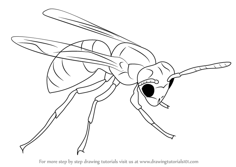 800x566 learn how to draw a hornet - Hornet Drawing