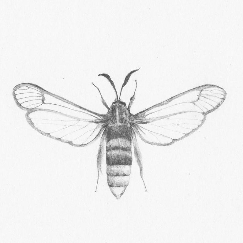 794x794 lunar hornet moth original pencil drawing wildlife art etsy - Hornet Drawing