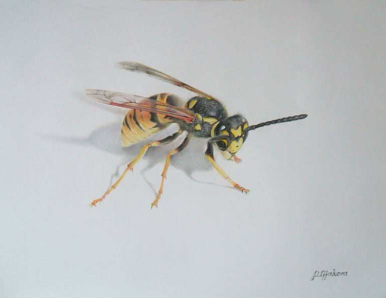 770x594 the wasp drawing - Hornet Drawing