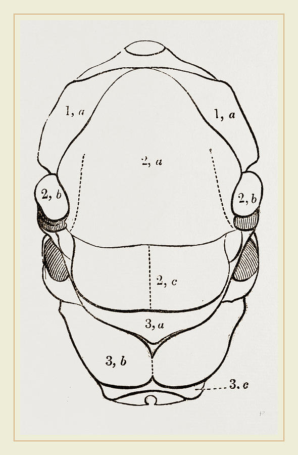 590x900 thorax of hornet drawing - Hornet Drawing