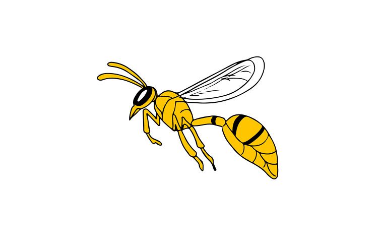 750x500 wasp flying drawing - Hornet Drawing
