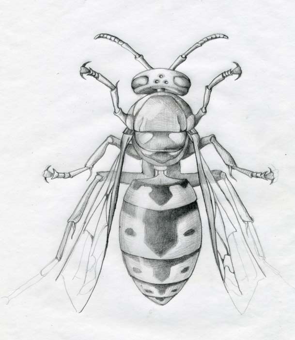 609x700 art and nature the girl who drew the hornet specimen - Hornet Drawing
