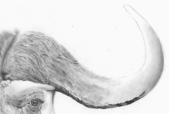 577x390 how to draw realistic animal horns buffalo study pencil sessions - Horns Drawing