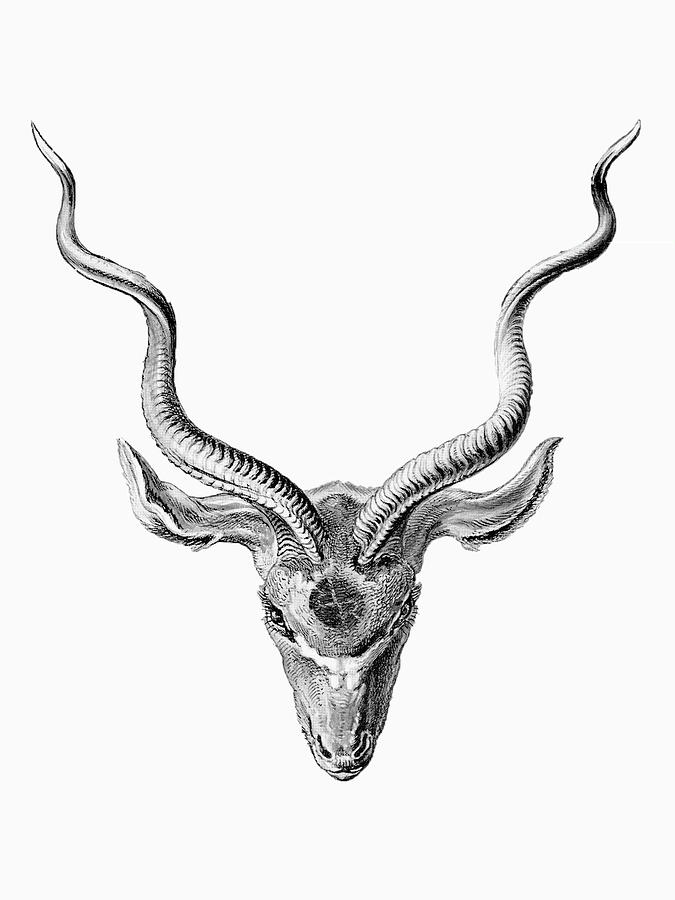 675x900 Rubino Buck Horns Drawing - Horns Drawing