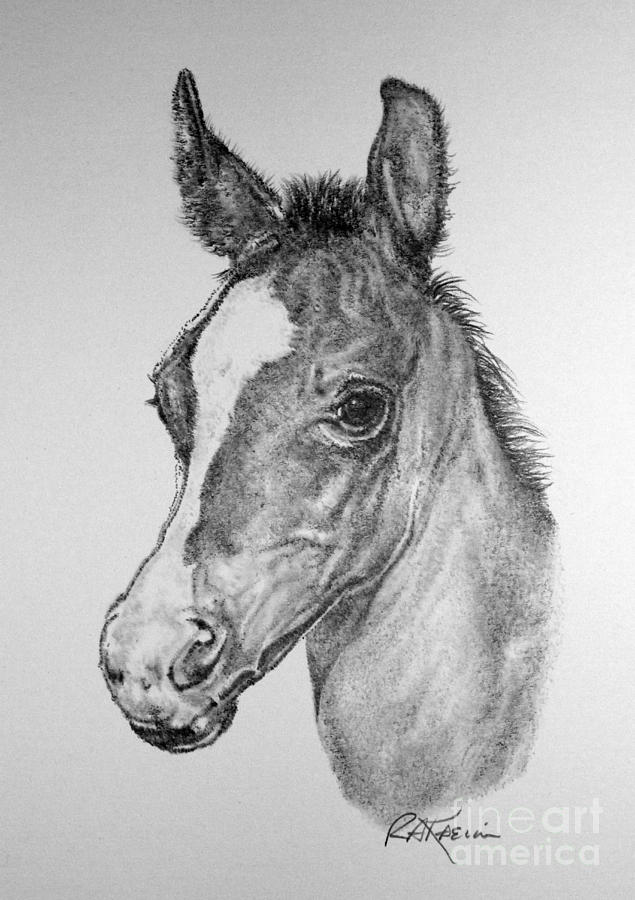 635x900 Face Of A Foal Drawing - Horse And Foal Drawing