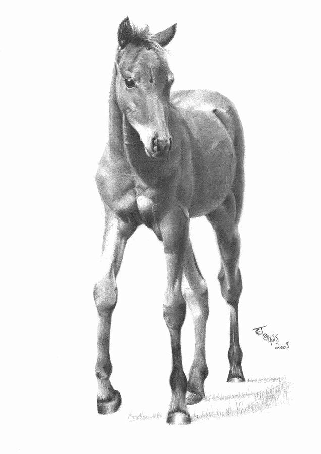 636x900 Foal Drawing - Horse And Foal Drawing