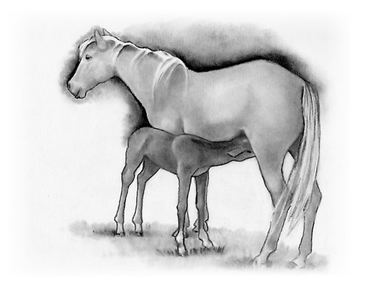 550x415 Foal And Mare, Horse Mother And Baby, Pencil Drawing Posters - Horse And Foal Drawing