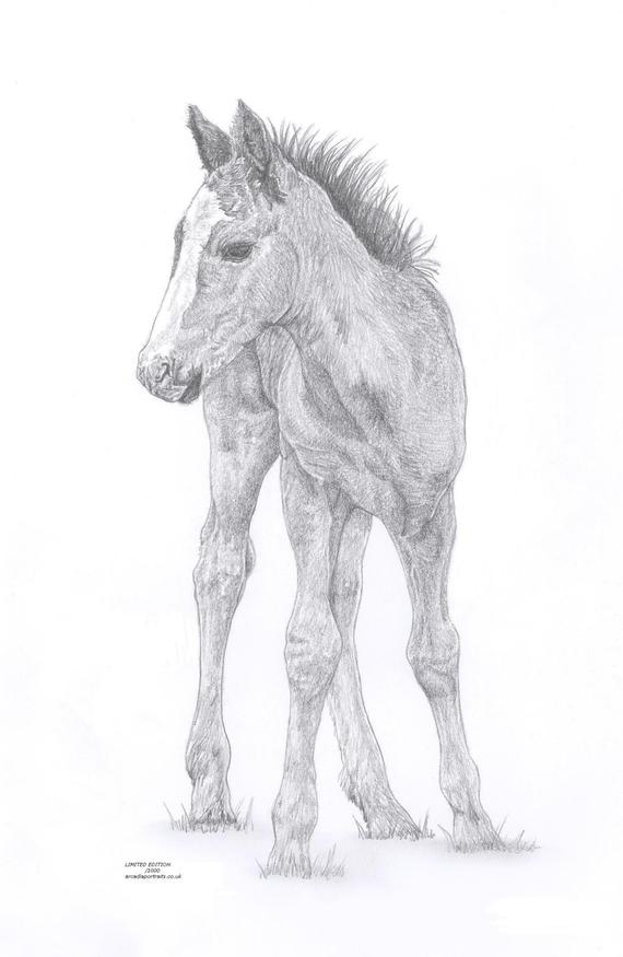570x875 Horse Foal Limited Edition Art Drawing Print Signed - Horse And Foal Drawing