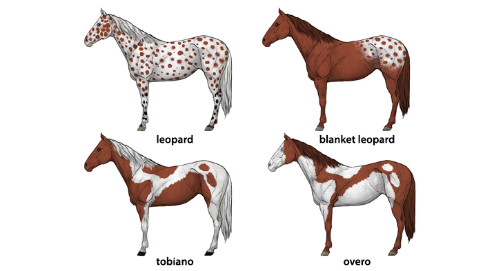 700x393 How To Draw Horses Step - Horse And Foal Drawing