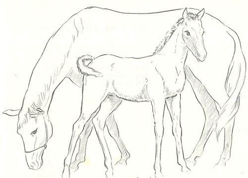 500x359 How To Draw Momma And Baby Horse - Horse And Foal Drawing