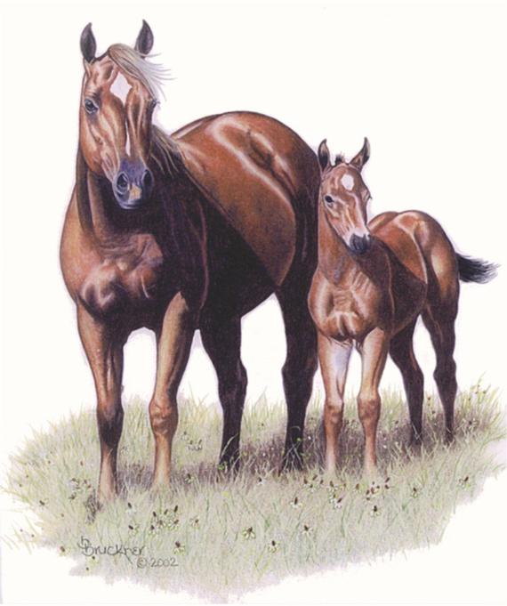 570x681 Quarter Horse Mare And Foal Portrait - Horse And Foal Drawing