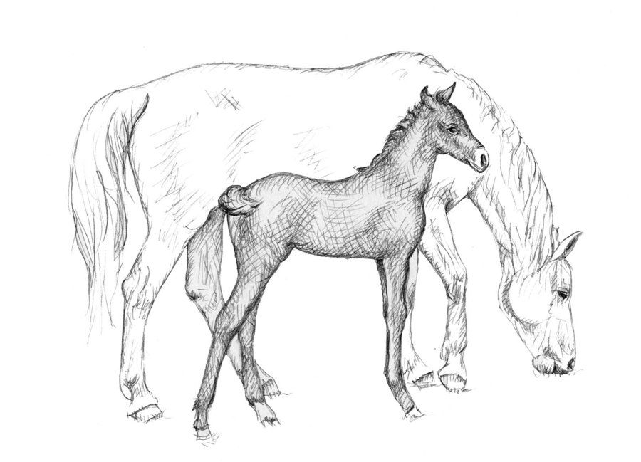 900x649 White Horse With Foal - Horse And Foal Drawing