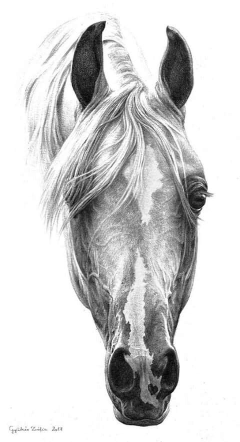 480x882 Horse Art For More Great Pins Go - Horse Art Drawings