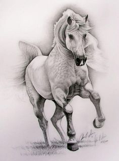 236x320 Pencil Drawings Horse Pencil Drawings - Horse Art Drawings