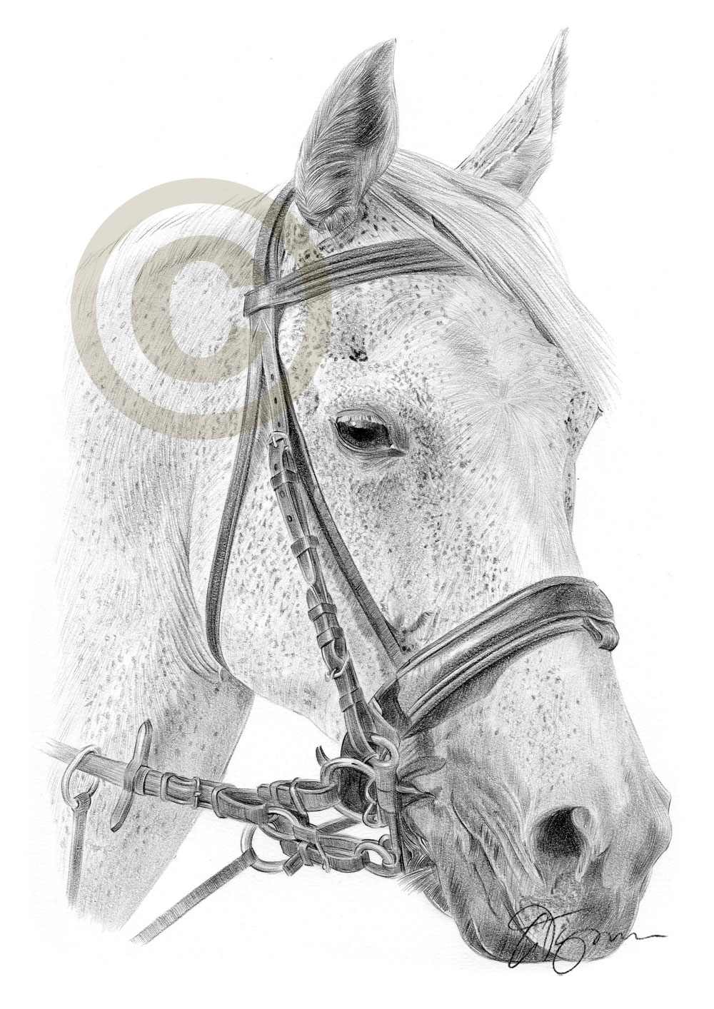 1000x1414 White Horse Pencil Drawing Print Sizes Signed - Horse Art Drawings