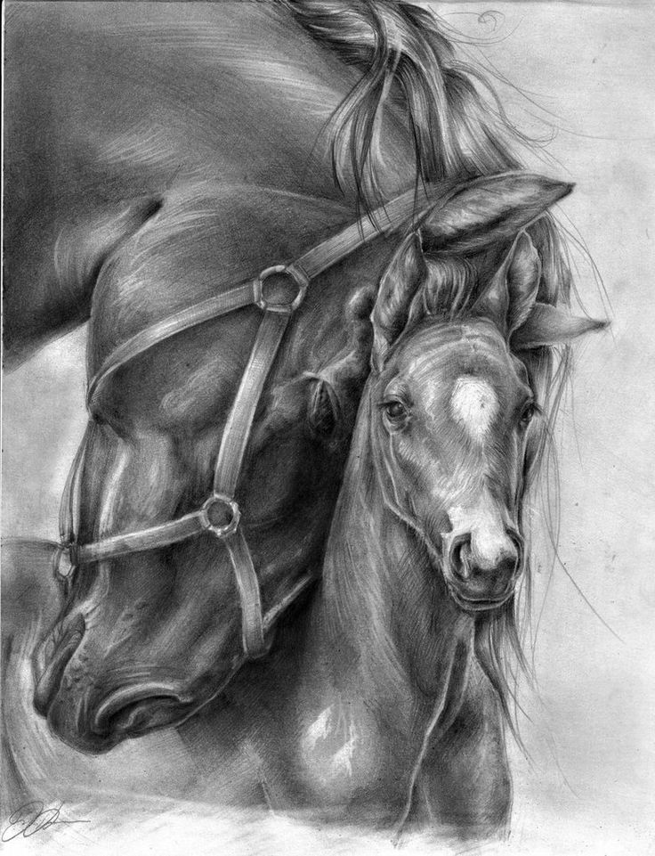 736x961 Sketch Art Pencil Charcoal Pastels, Beautiful Drawing Horses - Horse Art Drawings