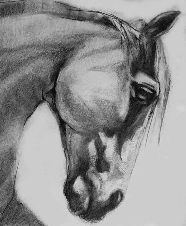 599x729 cheval horse classic graphite charcoal drawing art print - Horse Art Drawings