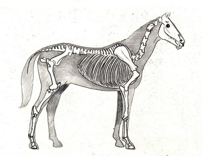 400x308 Drawing Lesson For Beginner Artists The Proportions Of A Horse - Horse Body Drawing