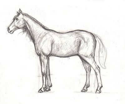 400x335 Drawing The Horse's Body Horses Drawings, Horse Drawings, Horses - Horse Body Drawing