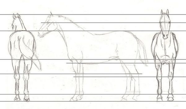 600x352 horse proportions drawing the proportions of a horse - Horse Body Drawing