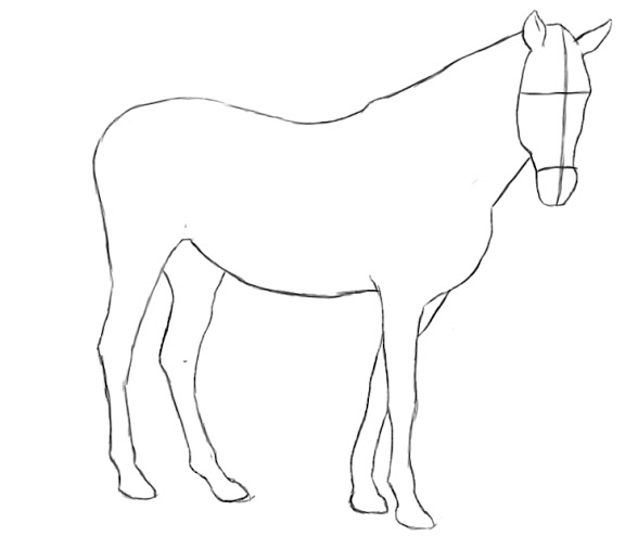 576x494 How To Draw A Horse - Horse Body Drawing