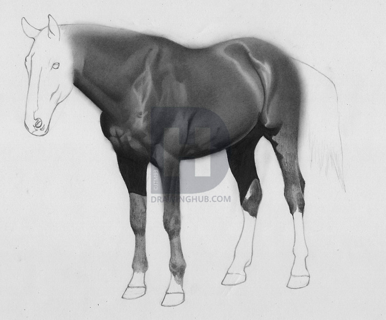 766x634 How To Draw A Realistic Horse, Step - Horse Body Drawing