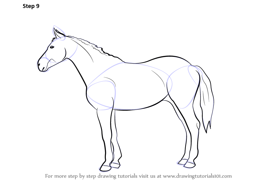 842x596 Horse Drawing Full Body For Free Download - Horse Body Drawing