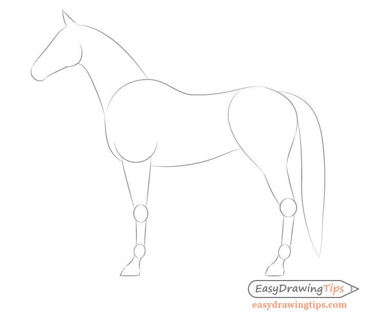 728x620 How To Draw A Horse From The Side View Tutorial - Horse Body Drawing