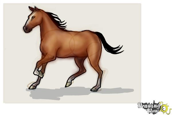 600x400 How To Draw A Horse Step - Horse Body Drawing