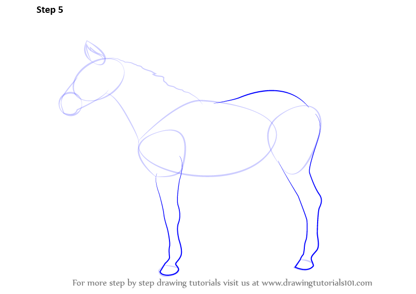 842x596 Learn How To Draw A Horse - Horse Body Drawing