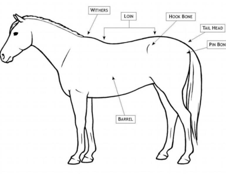770x595 Body Condition Scores For Horses Horse Journals - Horse Body Drawing