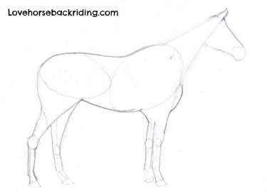 375x270 Completing A Horse Sketch - Horse Body Drawing