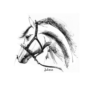 300x300 Horse Face Ink Sketch Drawing Drawing - Horse Bridle Drawing