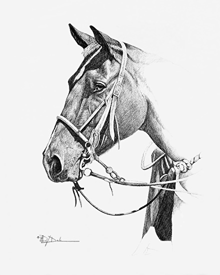 Horse Bridle Drawing at PaintingValley.com | Explore collection of ...