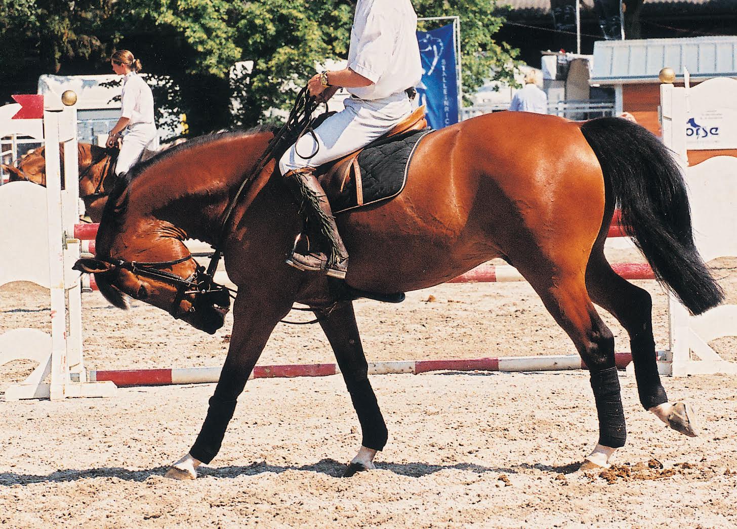 1456x1046 Six Reasons To Stay Away From Draw Reins - Horse Bridle Drawing