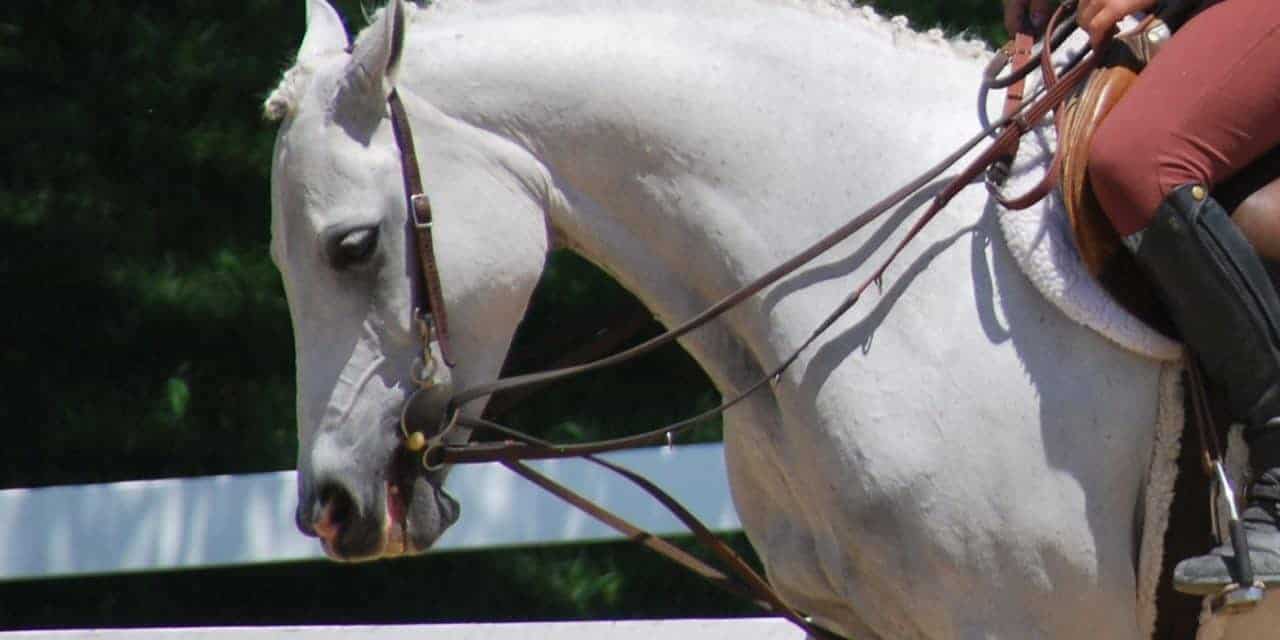 1280x640 Switzerland Bans Draw Reins From Jumping Competitions The Horse - Horse Bridle Drawing