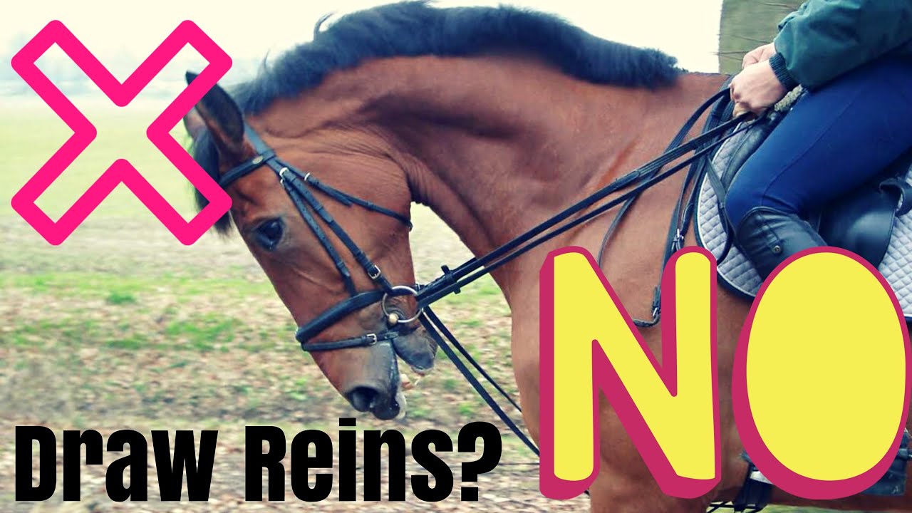 1280x720 Training Horses With Draw Reins - Horse Bridle Drawing